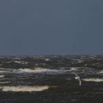 Möwe über Wellen und stürmischer See vor Cuxhaven an der Nordsee